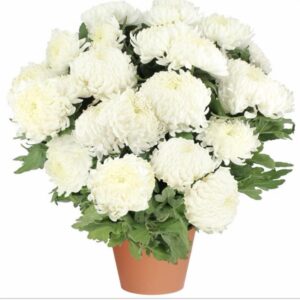 Chrysanthèmes : Grosses fleurs