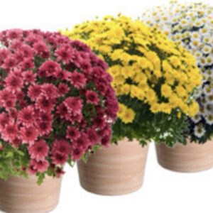 Chrysanthèmes : Petites fleurs