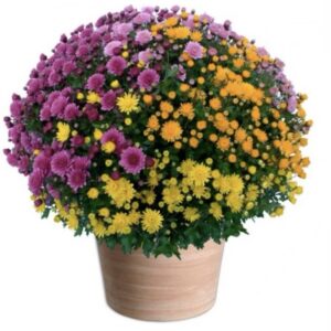 Chrysanthèmes : Multicouleurs «  Arc en ciel »