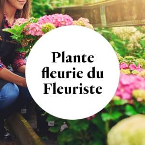 La plante fleurie du Fleuriste